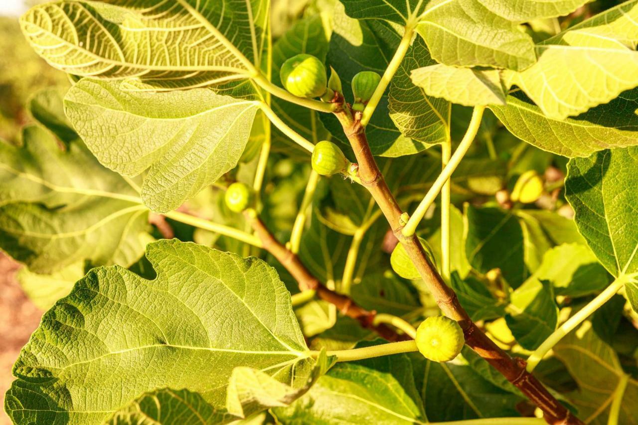 B&B Mandorla Amara Gioia Del Colle Eksteriør billede